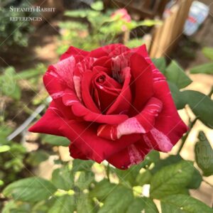 Variegated Red Rose 1