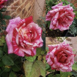 Variegated Rose Bundle 1