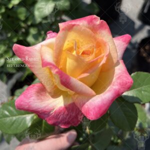 Pink and Yellow Rose 1