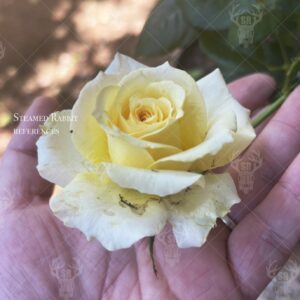 White Rose 1
