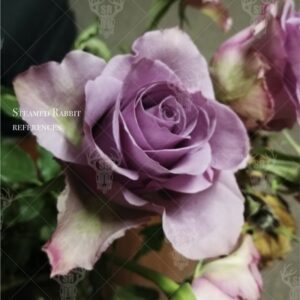 Purple Rose - wilting