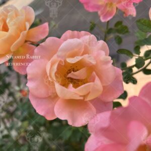 Light Orange Roses 1
