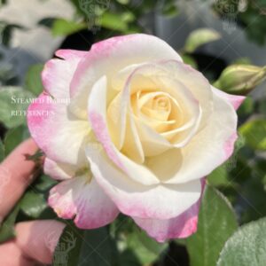 White and Pink Rose 1